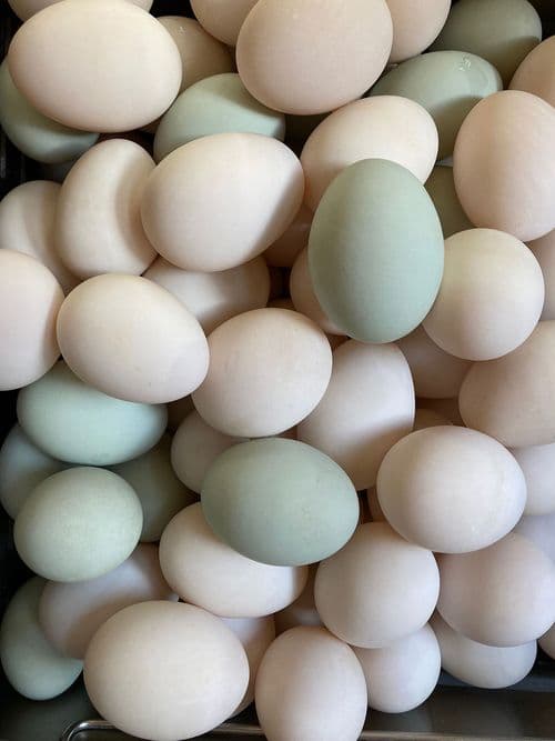 Duck Eggs
