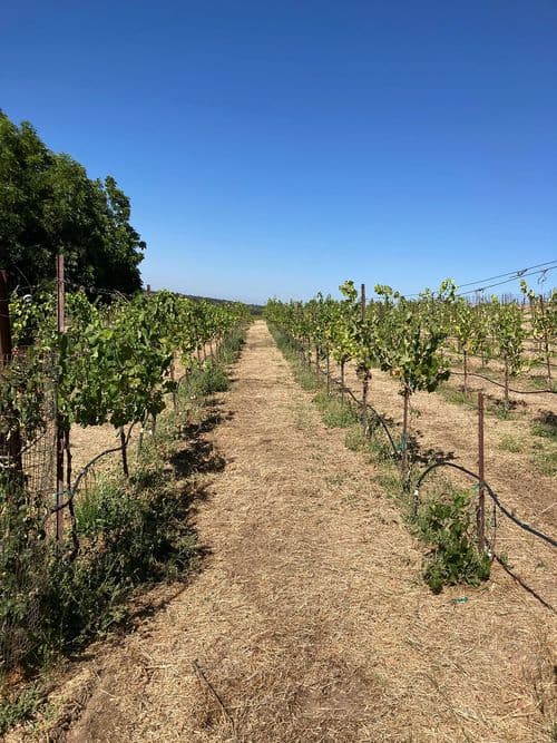 Vitis & Ovis